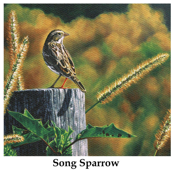 Individual Note Cards - Choose from 84 Designs