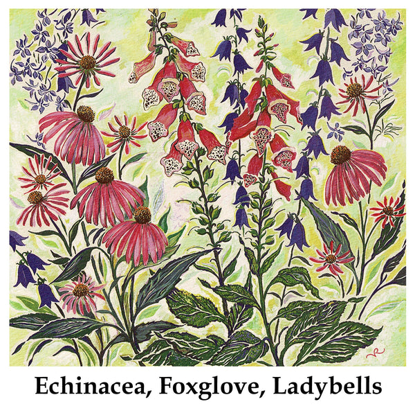 Echinacea, Foxglove, Ladybells